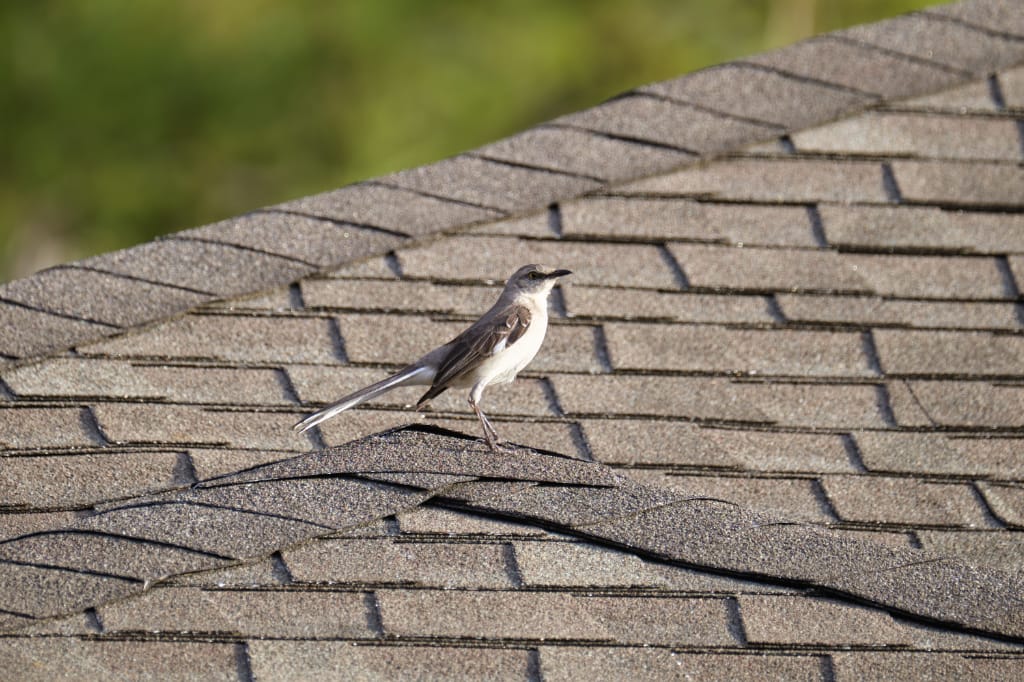 Bird On Roof