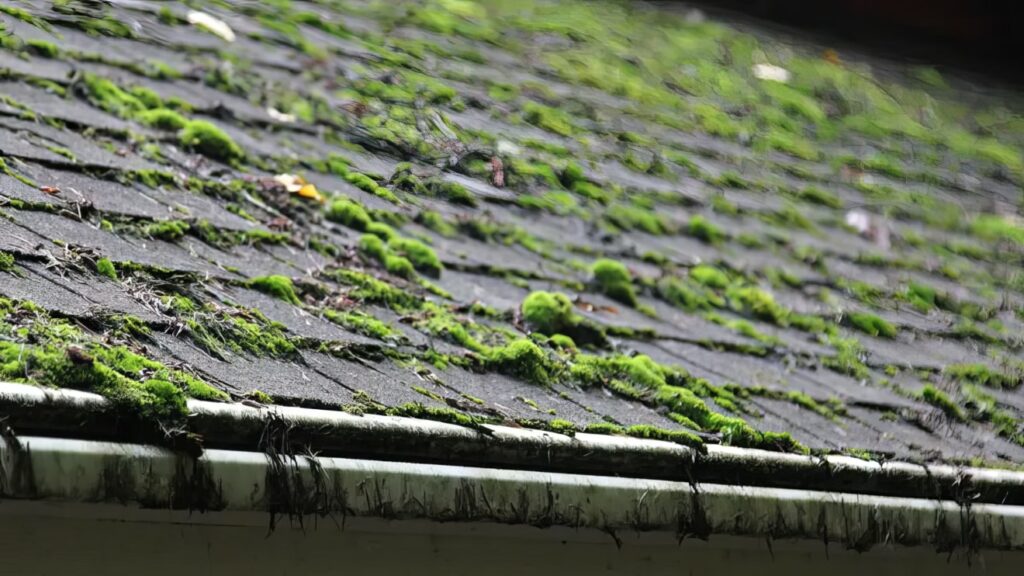 Moss growing on shingled roof